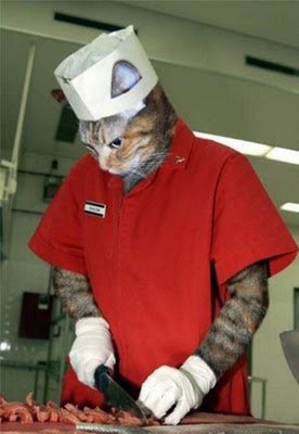 Όταν τα ζώα μιμούνται τους ανθρώπους [εικόνες] | iefimerida.gr 7