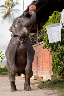 Όταν τα ζώα μιμούνται τους ανθρώπους [εικόνες] | iefimerida.gr 8