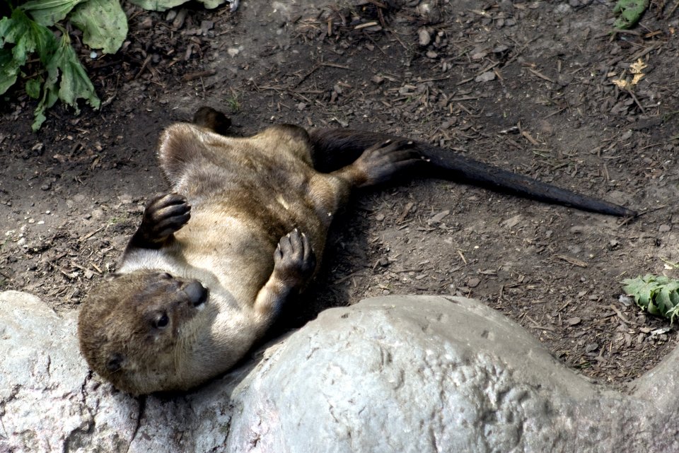 Ανάσα ανακούφισης για τους βιολόγους - Οι βίδρες εμφανίζονται ξανά στα ποτάμια | iefimerida.gr 8