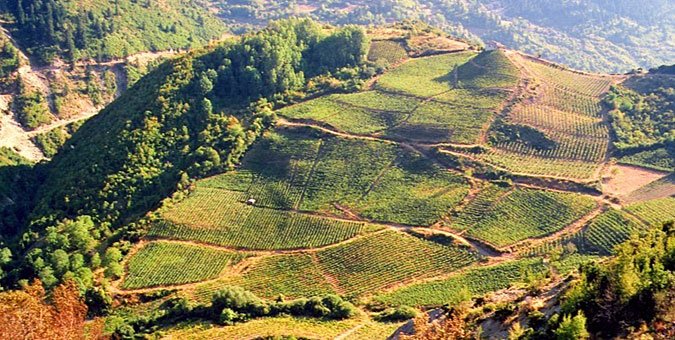 Η Άννα-Μισέλ Ασημακοπούλου παράγει το δικό της τσίπουρο [εικόνες] | iefimerida.gr 1