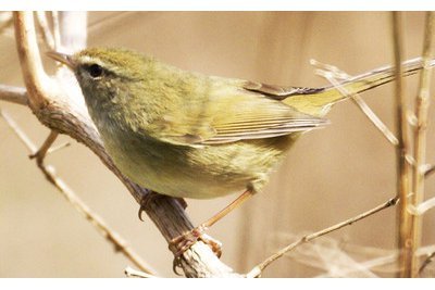 Αυτές είναι οι εννιά πιο παράδοξες θεραπείες ομορφιάς σε σπα [εικόνες] | iefimerida.gr 6