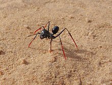 Ζώα με... GPS - Τα 5 είδη που δεν πρόκειται να χαθούν ποτέ [εικόνες] | iefimerida.gr 4