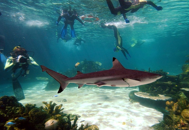 Η πορνοστάρ που πλάγιασε με τον Τραμπ αποκαλύπτει ποιος είναι ο μεγαλύτερος φόβος του [εικόνες] | iefimerida.gr 1