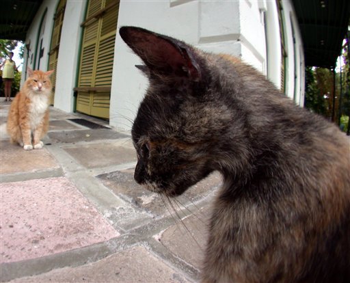 Το σπίτι του Χέμινγουεϊ γλίτωσε από την Ιρμα -Σώες και οι 54 γάτες! [εικόνες&βίντεο] | iefimerida.gr 1