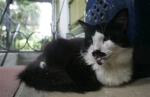 Το σπίτι του Χέμινγουεϊ γλίτωσε από την Ιρμα -Σώες και οι 54 γάτες! [εικόνες&βίντεο] | iefimerida.gr 4