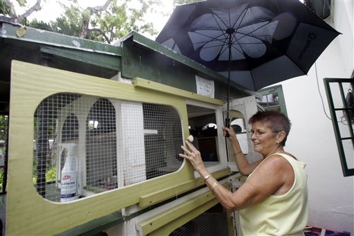 Το σπίτι του Χέμινγουεϊ γλίτωσε από την Ιρμα -Σώες και οι 54 γάτες! [εικόνες&βίντεο] | iefimerida.gr 0
