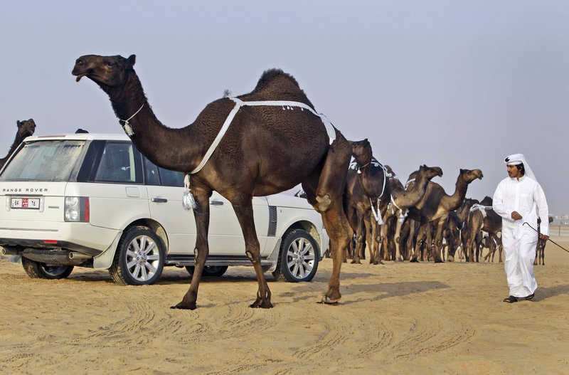 Απέκλεισαν 12 καμήλες από διαγωνισμό ομορφιάς -Επειδή... είχαν κάνει μπότοξ [εικόνες] | iefimerida.gr 1
