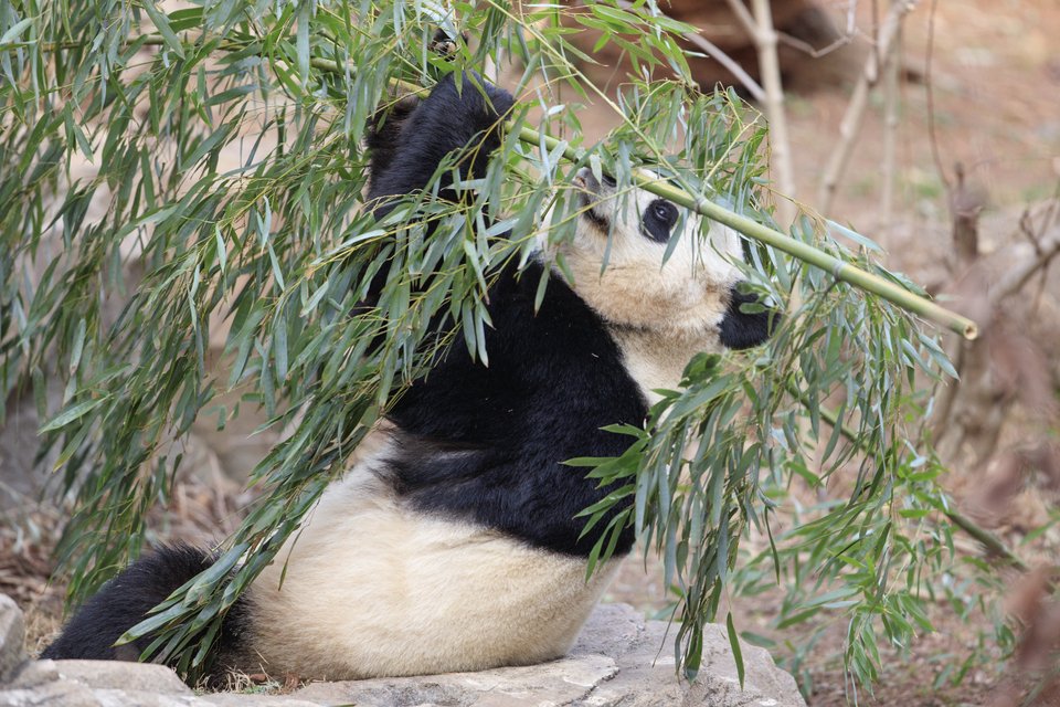 Το 16 ωρών ταξίδι του γιγάντιου πάντα από την Ουάσιγκτον στην Κίνα [εικόνες] | iefimerida.gr 1