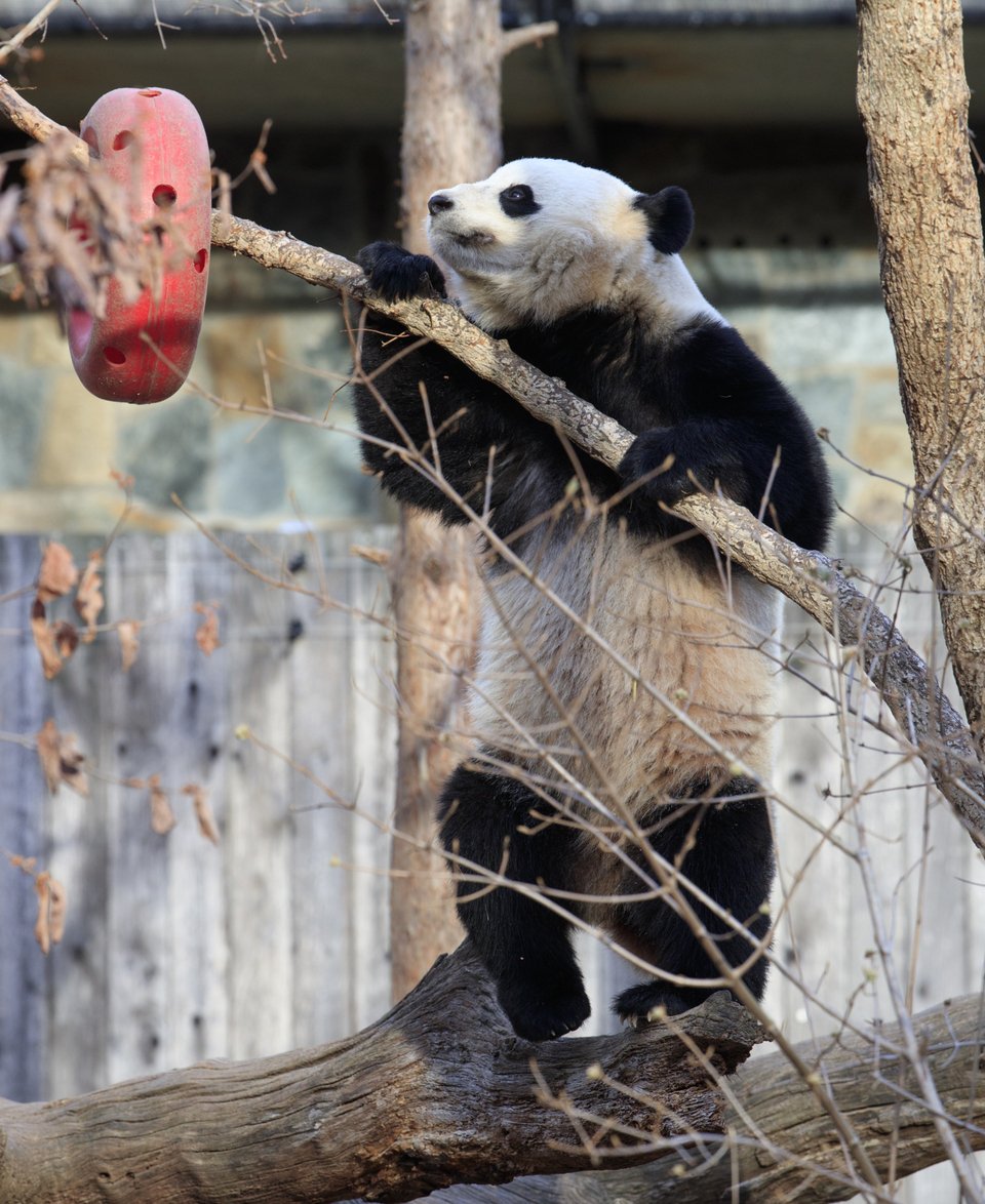 Το 16 ωρών ταξίδι του γιγάντιου πάντα από την Ουάσιγκτον στην Κίνα [εικόνες] | iefimerida.gr 2
