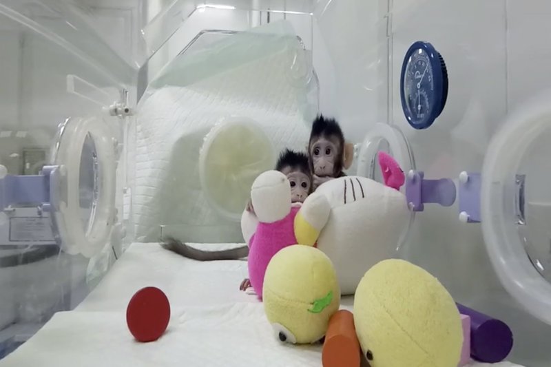 Κλωνοποίησαν, για πρώτη φορά, και μαϊμούδες -Ερχεται η σειρά των ανθρώπων; [εικόνες & βίντεο]  | iefimerida.gr 2