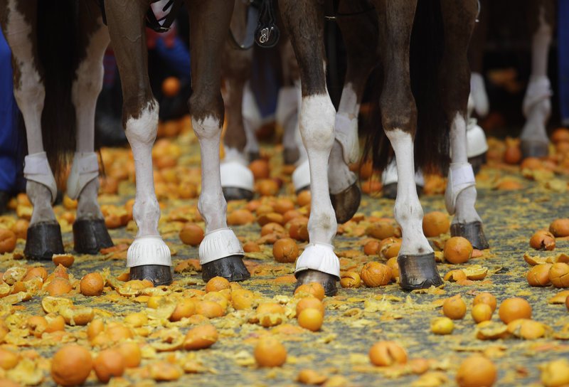 Ιταλία: Και ξαφνικά γέμισαν οι δρόμοι τόνους πορτοκάλια -Το έθιμο από τον Μεσαίωνα [εικόνες & βίντεο] | iefimerida.gr 3
