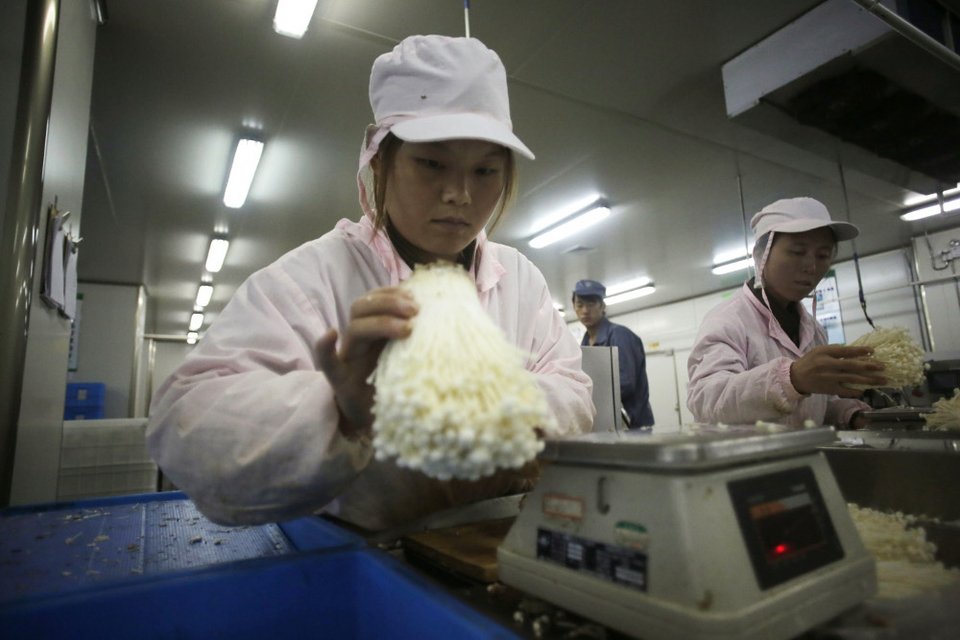 Το περίεργο μανιτάρι από την Κίνα που κάνει θραύση σε όλο τον κόσμο [εικόνες] | iefimerida.gr 0