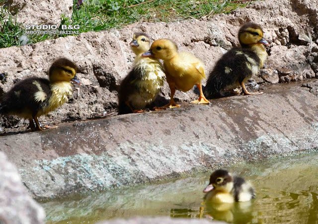 Γεννητούρια στο πάρκο Ναυπλίου -Η πάπια και τα παπιά της [εικόνες] | iefimerida.gr 6