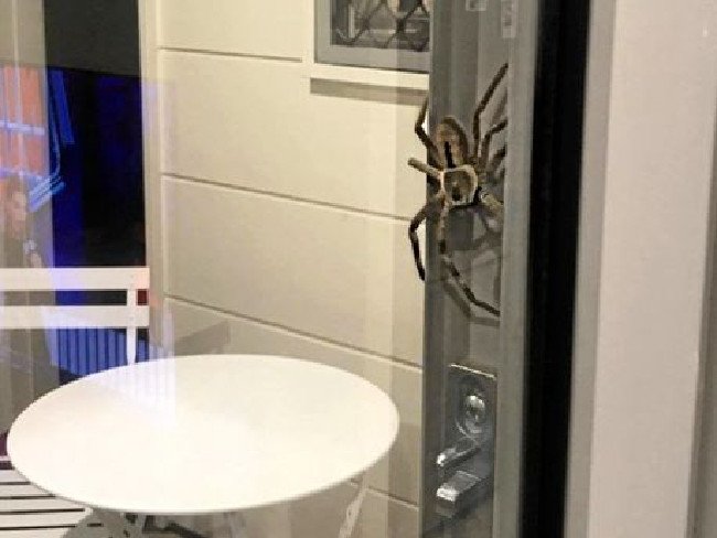 Αράχνη-τέρας κατατρόμαξε ζευγάρι -Μεγαλύτερη από ανθρώπινη παλάμη [εικόνες] | iefimerida.gr 1