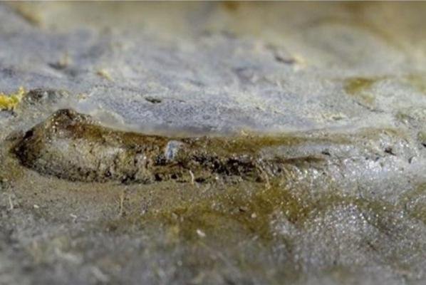 Αυτό πιθανώς και να είναι το αρχαιότερο απολίθωμα ματιού στον κόσμο -Ηλικίας 530 εκατ. ετών [εικόνα] | iefimerida.gr 0