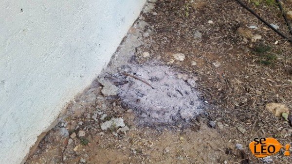 Αυτό ήταν το τελευταίο κρησφύγετο του συζυγοκτόνου της Χαλκιδικής -Ενα φυτώρειο [εικόνες] | iefimerida.gr 5