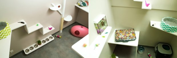 Γκοτιέ, 33 ετών, επάγγελμα ξενοδόχος για γάτες [εικόνες & βίντεο] | iefimerida.gr 2