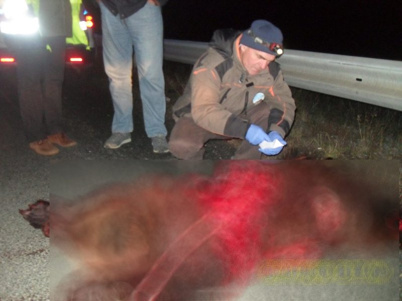 Κοζάνη: Δύο νεκρές αρκούδες μέσα σε λίγες ώρες σχεδόν στο ίδιο σημείο [εικόνες] | iefimerida.gr 2