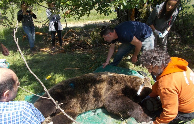 Θεσσαλονίκη Υπό «παρακολούθηση» τέθηκαν τέσσερις ... αρκούδες [εικόνα] | iefimerida.gr 0