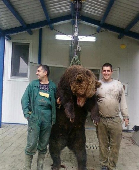 Απίστευτη θηριωδία - Ποζάρουν γελώντας δίπλα στην αρκούδα που απαγχόνισαν [εικόνα] | iefimerida.gr 0