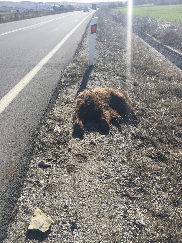 Νεκρό αρκουδάκι στην Κοζάνη -Το χτύπησε αυτοκίνητο [εικόνες] | iefimerida.gr 0
