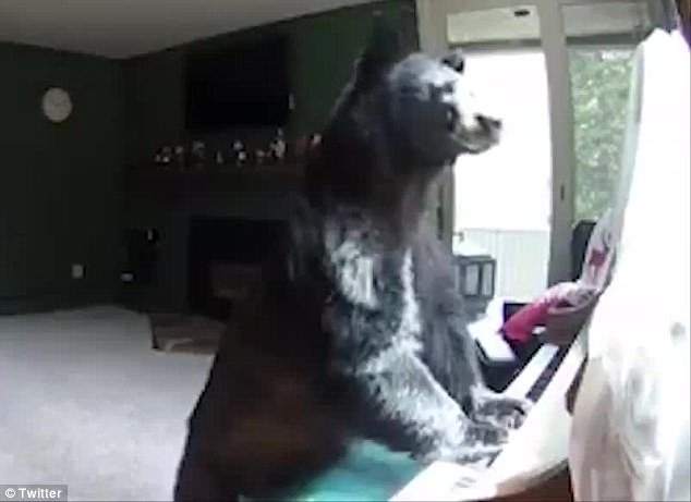 ΗΠΑ: Αρκούδα μπαίνει σε σπίτι και ανεβαίνει να «παίξει» πιάνο [εικόνες & βίντεο] | iefimerida.gr 1