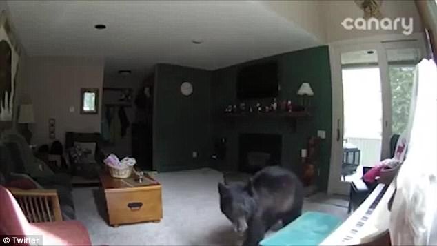 ΗΠΑ: Αρκούδα μπαίνει σε σπίτι και ανεβαίνει να «παίξει» πιάνο [εικόνες & βίντεο] | iefimerida.gr 0