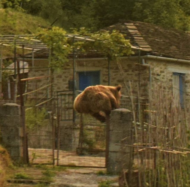 Μοναδικό κλικ! Επιασε «στα πράσα» αρκούδα να πηδά τα κάγκελα σπιτιού στο Ζαγόρι  [εικόνες] | iefimerida.gr 1