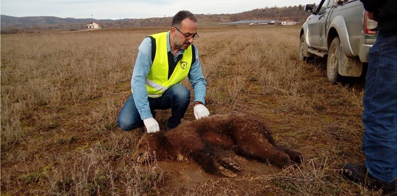 Καστοριά: Δηλητηρίασαν μικρό αρκουδάκι [εικόνα] | iefimerida.gr 0