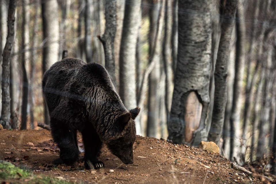 Ηρθε η άνοιξη! Ξύπνησαν οι αρκούδες στο Νυμφαίο [εικόνες]  | iefimerida.gr 1