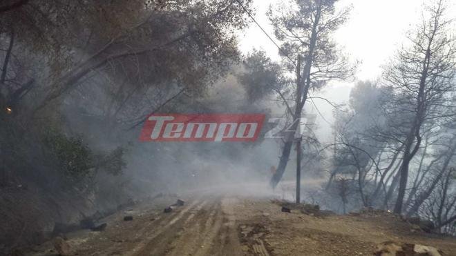 Αχαΐα: Η φωτιά έκαψε ένα σπίτι στην Αρλα -Μάχη για να τεθεί υπό έλεγχο [βίντεο] | iefimerida.gr 0