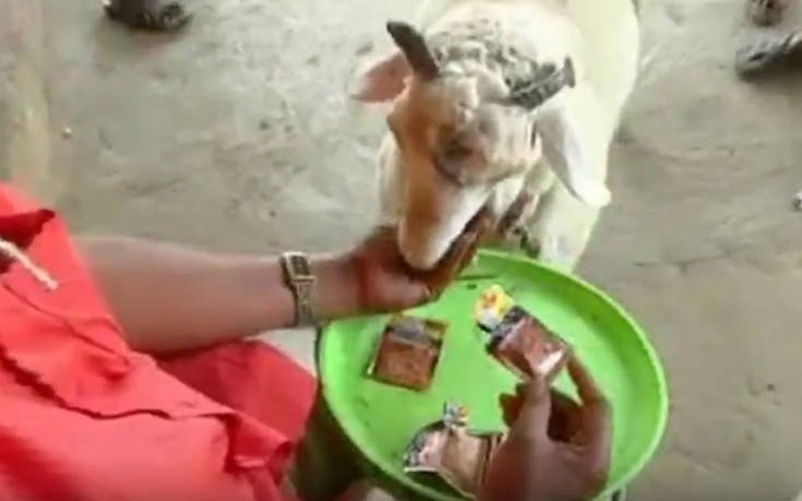 Απίστευτο: Αρνί εθίστηκε στο τσιγάρο! [εικόνα] | iefimerida.gr 0