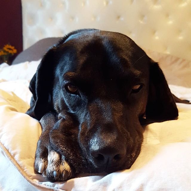 Στο νοσοκομείο έγκυος Ελληνίδα τραγουδίστρια -Της επιτέθηκε σκύλος [εικόνες] | iefimerida.gr 0