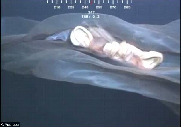 Απίστευτο: Αγνώστου ταυτότητας ζωντανός οργανισμός πλέει στον βυθό! [βίντεο] | iefimerida.gr 0