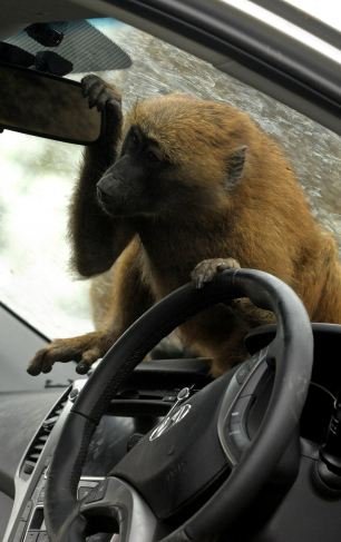 Μπαμπουίνοι έκαναν τεστ αντοχής στο νέο σεντάν της Hyundai [Βίντεο- Εικόνες] | iefimerida.gr 2