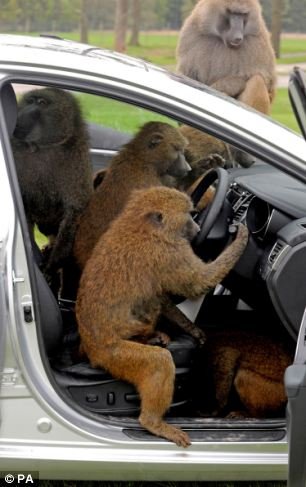 Μπαμπουίνοι έκαναν τεστ αντοχής στο νέο σεντάν της Hyundai [Βίντεο- Εικόνες] | iefimerida.gr 3