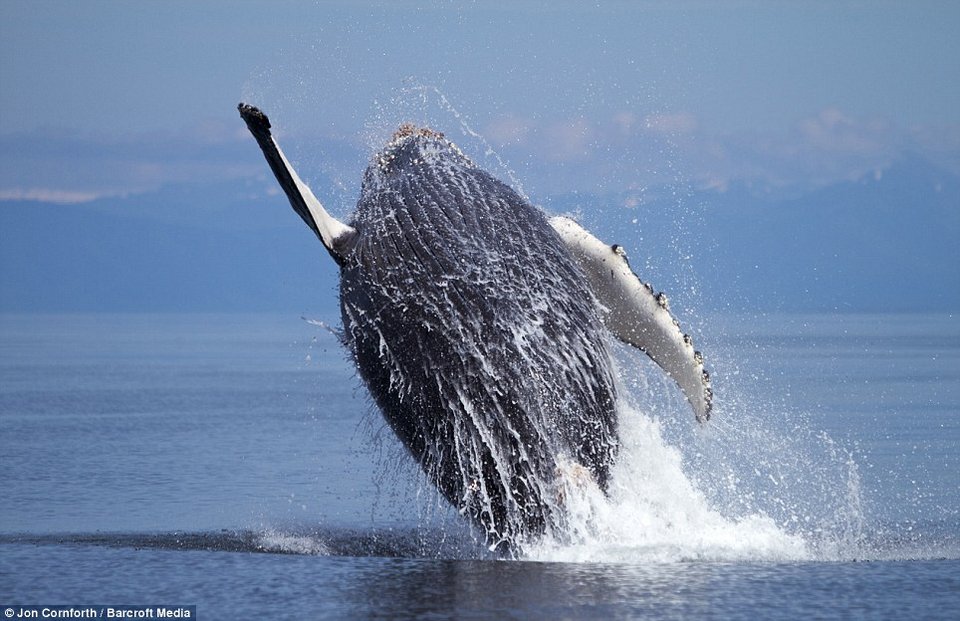 Ευτυχισμένη φάλαινα... πηδάει από τη χαρά της [εικόνες] | iefimerida.gr 2