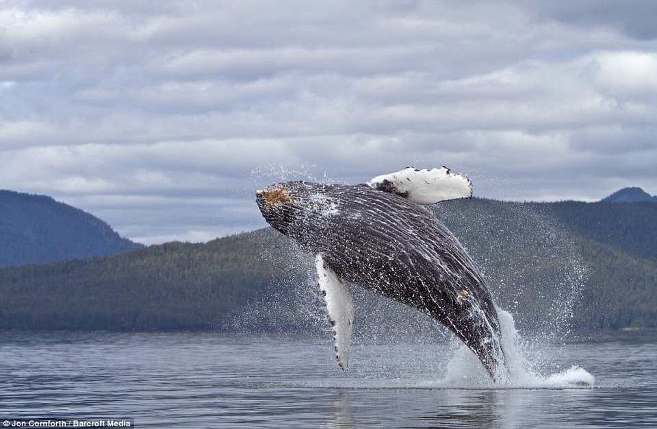 Ευτυχισμένη φάλαινα... πηδάει από τη χαρά της [εικόνες] | iefimerida.gr 3