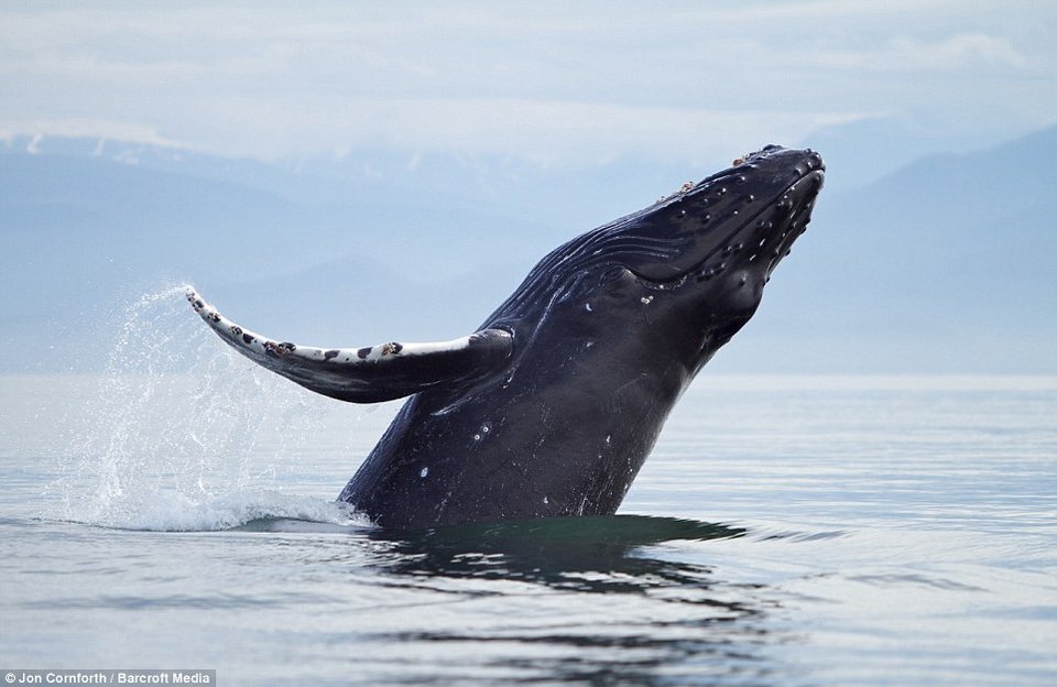 Ευτυχισμένη φάλαινα... πηδάει από τη χαρά της [εικόνες] | iefimerida.gr 6
