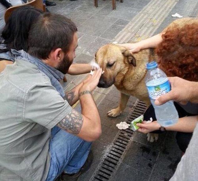 Αστυνομικοί στην Τουρκία ψεκάζουν με δακρυγόνα ακόμα και τα σκυλιά [εικόνες] | iefimerida.gr 1