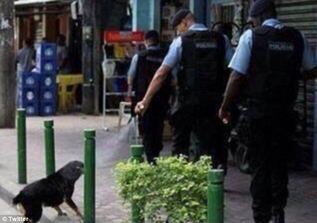 Αστυνομικοί στην Τουρκία ψεκάζουν με δακρυγόνα ακόμα και τα σκυλιά [εικόνες] | iefimerida.gr 0