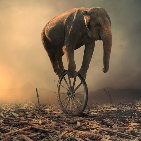 Ελέφαντες ισορροπούν σε ρόδες και τα ψάρια ψαρεύουν- Οταν το photoshop κάνει τέχνη [εικόνες] | iefimerida.gr 3