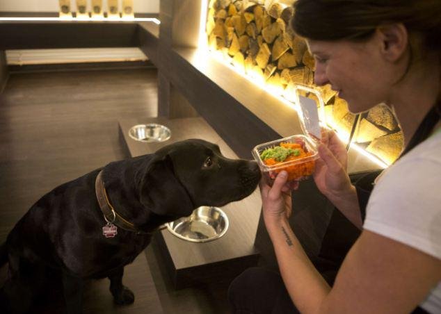 Γκουρμέ εστιατόριο με τετράποδους πελάτες -Ανοιξε στο Βερολίνο για σκύλους και γάτες [εικόνες] | iefimerida.gr 0