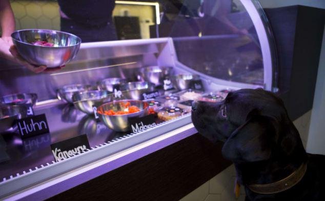 Γκουρμέ εστιατόριο με τετράποδους πελάτες -Ανοιξε στο Βερολίνο για σκύλους και γάτες [εικόνες] | iefimerida.gr 5