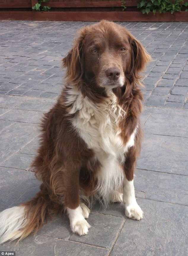 Ο κατεργάρης σκύλος που έκανε κομματάκια την πανάκριβη Aston Martin του αφεντικού του [εικόνες] | iefimerida.gr 1