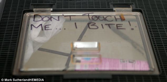 Το εφιαλτικό διαμέρισμα ενός 24χρονου: Ζει με 28 φίδια, 14 σαύρες, τρεις ταραντούλες, πέντε χελώνες και μια σαλαμάνδρα! [εικόνες] | iefimerida.gr 7