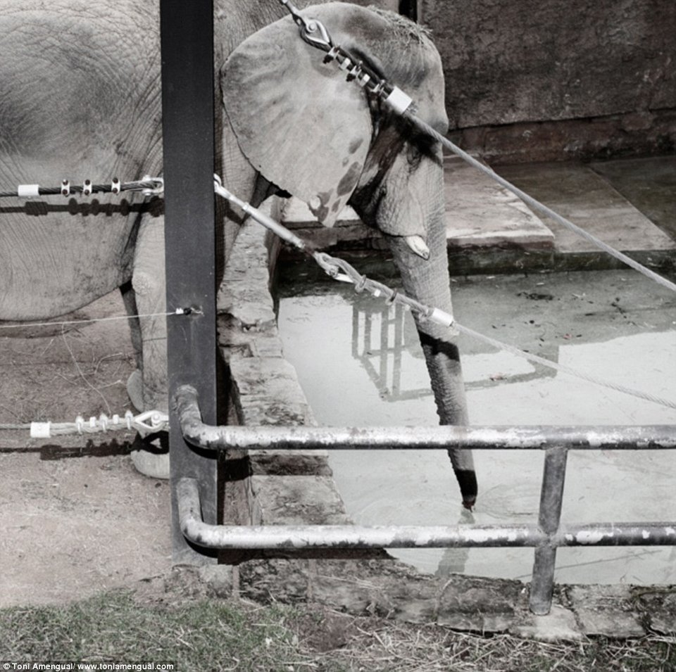 Το τίμημα της ελευθερίας: Συγκλονιστικά στιγμιότυπα θλιμμένων ζώων σε ζωολογικό κήπο [εικόνες] | iefimerida.gr 10