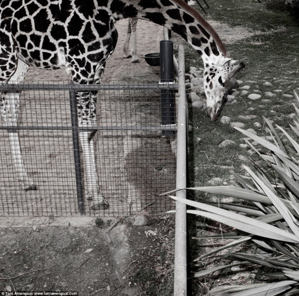 Το τίμημα της ελευθερίας: Συγκλονιστικά στιγμιότυπα θλιμμένων ζώων σε ζωολογικό κήπο [εικόνες] | iefimerida.gr 9