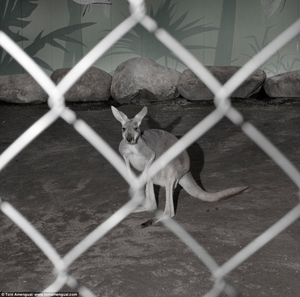 Το τίμημα της ελευθερίας: Συγκλονιστικά στιγμιότυπα θλιμμένων ζώων σε ζωολογικό κήπο [εικόνες] | iefimerida.gr 6