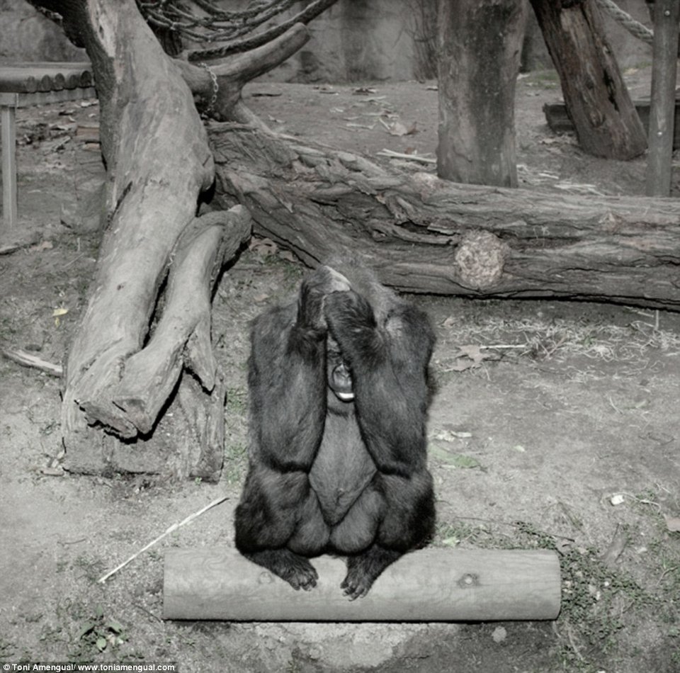 Το τίμημα της ελευθερίας: Συγκλονιστικά στιγμιότυπα θλιμμένων ζώων σε ζωολογικό κήπο [εικόνες] | iefimerida.gr 1